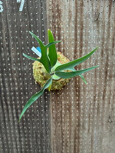 �r�J�N�V�_ P.'Kiyohime'(1) (Mt. Lewis × veitchii wild) ���i�̔� �Y�n���� groote plantage �R�E�������� �v���e�B�P���E�� �݂艺�� �Ǌ|�� �ϗt�A�� �i�`�������C���e���A �Ǌ|���O���[�� ������� �C��