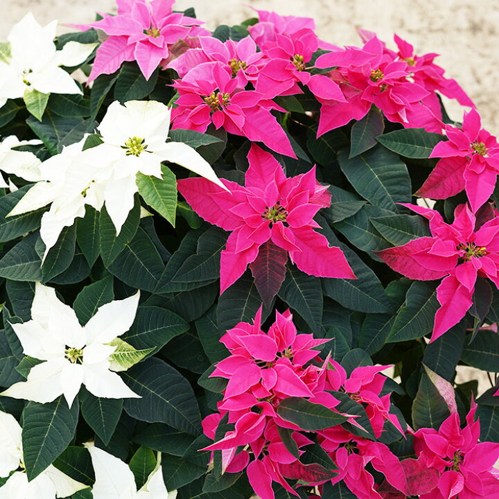 楽天市場 花 クリスマス ポインセチア 鉢 王様のプリンセチア ピンクの3色植え 10号特大株 直径90センチ 高さ60センチの迫力ポインセチア 鉢植え 花 ギフト 最終出荷は 12月13日です 北海道 東北 寒冷地配送不可 ゲキハナ 感激安心のお花屋さん 楽天市場 花 クリスマス ポインセチア 鉢 王様のプリンセチア ピンクの3色植え 10号特大株 直径90センチ 高さ60センチの迫力ポインセチア 鉢植え 花 ギフト 最終出荷は 12月13日です 北海道 東北 寒冷地配送不可 ゲキハナ 感激安心のお花屋さん