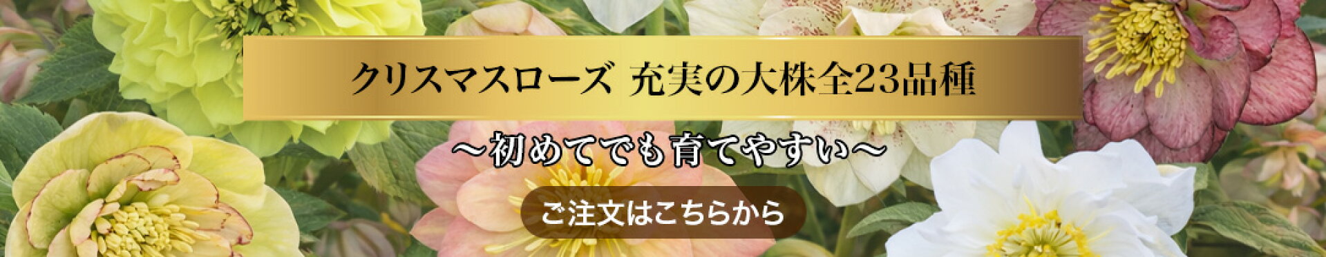 クリスマスローズ