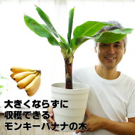 【順次出荷中】 来年には収穫できるかも！コンパクトで育てやすい ドワーフモンキーバナナ 6号大苗（7号…