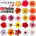 ハイビスカス 全21種　5号 鉢植え 2鉢まで同梱可能 ロングライフシリーズ