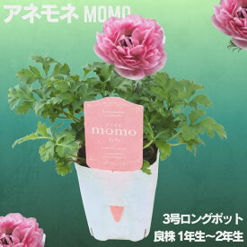 【再再入荷！2/10日】【希少】八重咲き アネモネ モモ（momo） 3号ロングポット まるでバラのような気品、冬の庭を彩る最高傑作！価格は1ポットの価格となります。