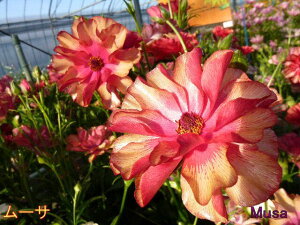 �y24��z���i���L�����X ���b�N�X 4���|�b�g�i�ԂȂ��`�Q���j���\���@�s�ꂩ�璼���I