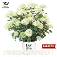 PW アナベル（アジサイ） ミディ スタンディア 11センチポット苗 （10/14日より出荷）