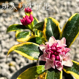 【花終わり株】沈丁花（ジンチョウゲ）　3.5寸ポット　斑入り【現品販売】