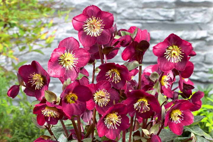 楽天市場 プレミアム クリスマスローズ アンナズレッド 5号鉢 クリスマスローズ界のプリンセス ゲキハナ 感激安心のお花屋さん