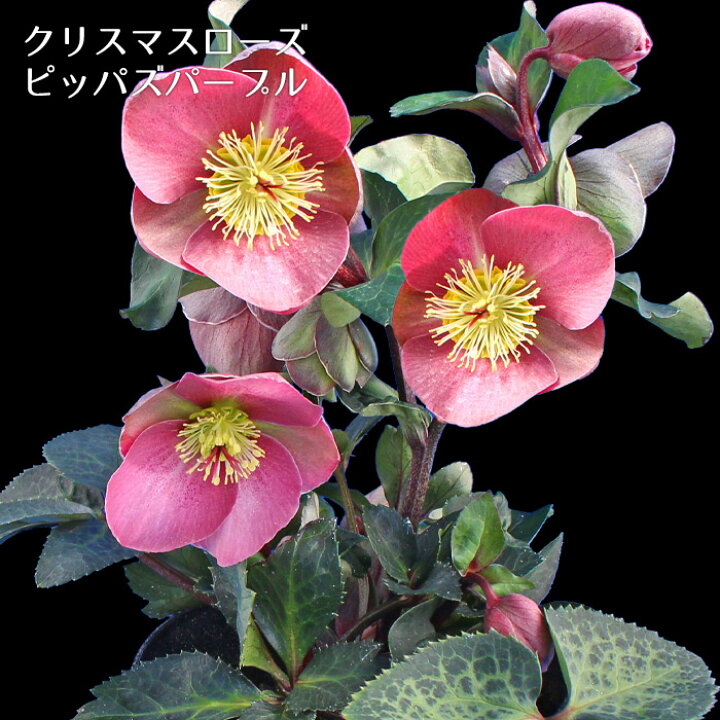 楽天市場 開花株 クリスマスローズ ピッパズパープル 5寸 鉢植え 苗 ブランド品種が目白押し アンティークカラー ラッピング メッセージカード不可 ゲキハナ 感激安心のお花屋さん