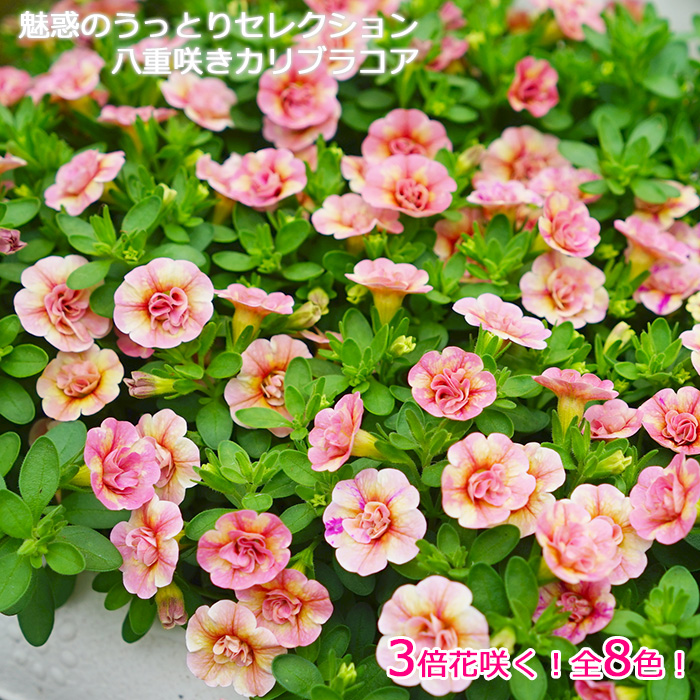 全10色 八重咲き カリブラコア 苗 ティフォシー マウンティングタイプ 3.5寸 6苗セット