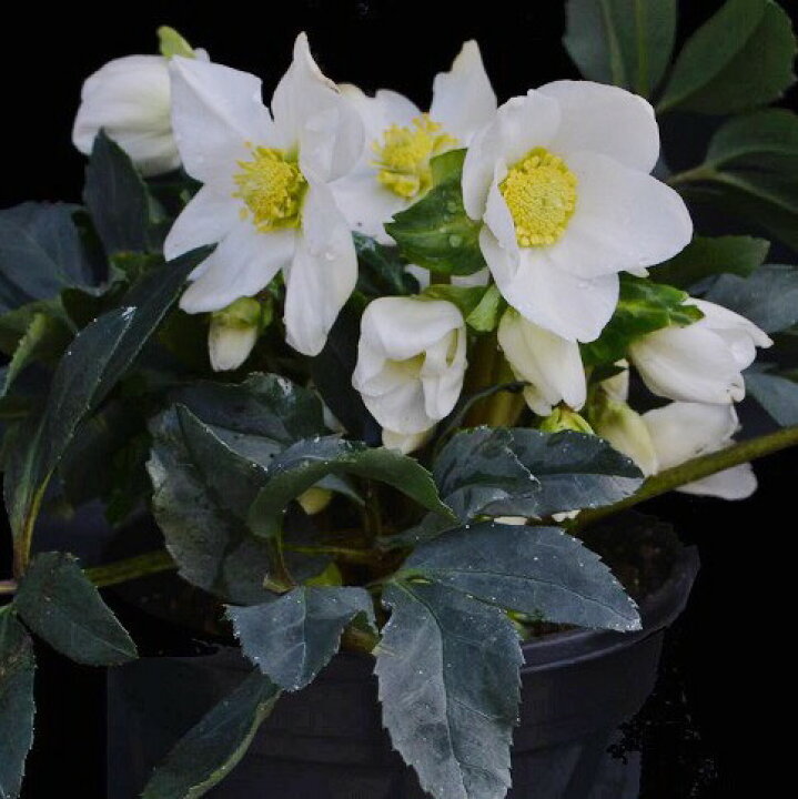 楽天市場 オトナ色のクリスマスローズ ジョエル 蕾付きから開花株 5寸 鉢植え 苗 ブランド品種が目白押し クリスマスローズ ニゲル アンティークカラー ラッピング メッセージカード不可 ゲキハナ 感激安心のお花屋さん 楽天市場 オトナ色のクリスマスローズ ジョエル 蕾付きから開花株 5寸 鉢植え 苗 ブランド品種が目白押し クリスマスローズ ニゲル アンティークカラー ラッピング メッセージカード不可 ゲキハナ 感激安心のお花屋さん