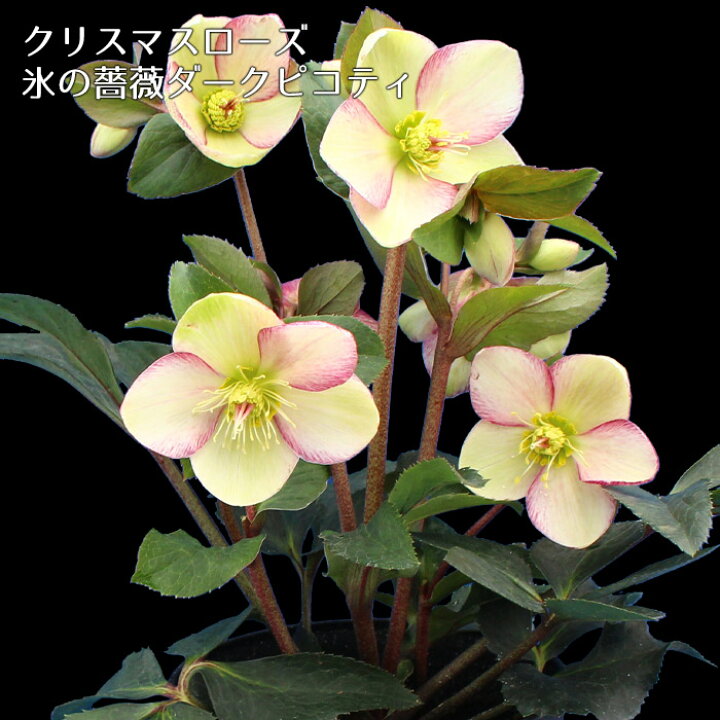 楽天市場 開花株 クリスマスローズ 氷の薔薇ダークピコティ 5寸 鉢植え 苗 ブランド品種が目白押し アンティークカラー ラッピング メッセージカード不可 ゲキハナ 感激安心のお花屋さん