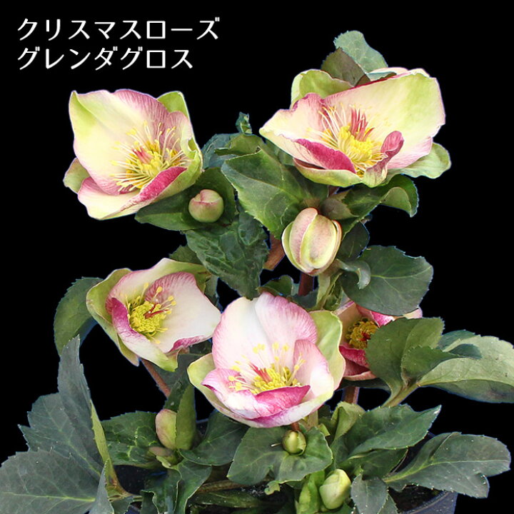 楽天市場 開花株 クリスマスローズ グレンダグロス 5寸 鉢植え 苗 ブランド品種が目白押し アンティークカラー ラッピング メッセージカード不可 ゲキハナ 感激安心のお花屋さん