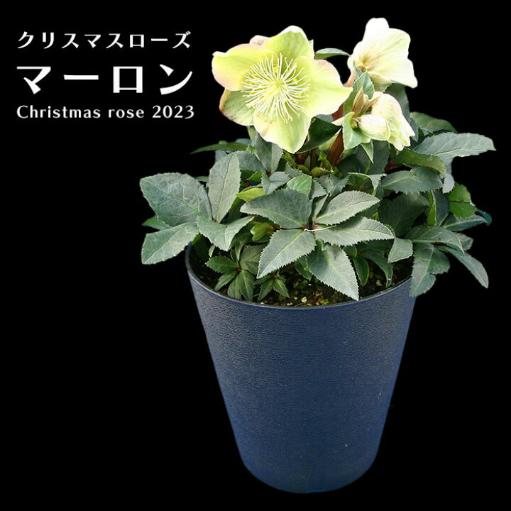 楽天市場】開花株 クリスマスローズ マーロン 5寸 鉢植え 苗 ブランド 