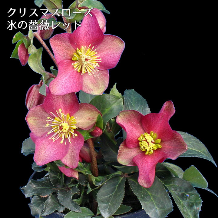 楽天市場 開花株 クリスマスローズ 氷の薔薇レッド 5寸 鉢植え 苗 ブランド品種が目白押し アンティークカラー ラッピング メッセージカード不可 ゲキハナ 感激安心のお花屋さん