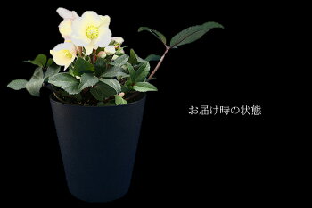 楽天市場 4 28から5 16着不可 プレミアム クリスマスローズ スノーダンス 5号鉢 色変わりするオトナ色のクリスマスローズ ゲキハナ 感激安心のお花屋さん 楽天市場 4 28から5 16着不可 プレミアム クリスマスローズ スノーダンス 5号鉢 色変わりするオトナ色のクリスマスローズ ゲキハナ 感激安心のお花屋さん