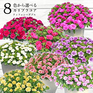 ペチュニア 鉢 生花の人気商品 通販 価格比較 価格 Com