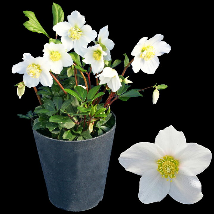 楽天市場 オトナ色のクリスマスローズ パウロ 蕾付きから開花株 5寸 鉢植え 苗 ブランド品種が目白押し クリスマスローズ ニゲル アンティークカラー ラッピング メッセージカード不可 ゲキハナ 感激安心のお花屋さん