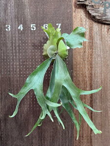 �r�J�N�V�_�@P.'Blue Bird' ( P.ssFoong x P. Tonkla DW#1)1 ���i�̔� �Y�n���� groote plantage �R�E�������� �v���e�B�P���E�� �݂艺�� �Ǌ|�� �ϗt�A�� �i�`�������C���e���A �Ǌ|���O���[�� ������� �C