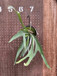 �r�J�N�V�_�@P.'Fuji'(P.Lemoinei x P.Tonkla DW)3 ���i�̔� �Y�n���� groote plantage �R�E�������� �v���e�B�P���E�� �݂艺�� �Ǌ|�� �ϗt�A�� �i�`�������C���e���A �Ǌ|���O���[�� ������� �C���e��