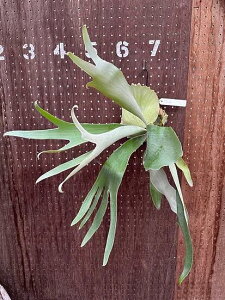 rJNV_@P.'Hanabi' i̔ Yn groote plantage RE veBPE ݂艺 Ǌ| ϗtA i`CeA Ǌ|O[  CeA