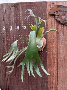 rJNV_@P.'HIPS' white form3 i̔ Yn groote plantage RE veBPE ݂艺 Ǌ| ϗtA i`CeA Ǌ|O[  CeA