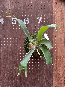 �r�J�N�V�_�@P.'Ice age'(P.ssfoong x P.Pewchan 'Snow Queen F304')2 ���i�̔� �Y�n���� groote plantage �R�E�������� �v���e�B�P���E�� �݂艺�� �Ǌ|�� �ϗt�A�� �i�`�������C���e���A �Ǌ|���O���[�� ������