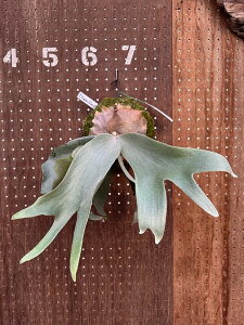 �r�J�N�V�_�@P.Kaew Viengping 1 ���i�̔� �Y�n���� groote plantage �R�E�������� �v���e�B�P���E�� �݂艺�� �Ǌ|�� �ϗt�A�� �i�`�������C���e���A �Ǌ|���O���[�� ������� �C���e���A