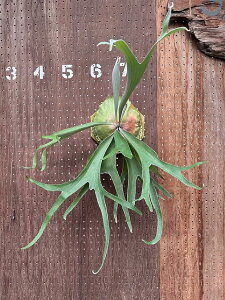 rJNV_@ P.'Meteor shower'(Pewchan x Mt.Lewis)2 i̔ Yn groote plantage RE veBPE ݂艺 Ǌ| ϗtA i`CeA Ǌ|O[  Ce