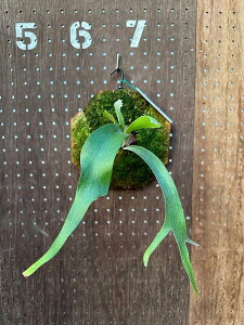 rJNV_@P.'Nam Mao'1 i̔ Yn groote plantage RE veBPE ݂艺 Ǌ| ϗtA i`CeA Ǌ|O[  CeA