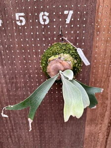 �r�J�N�V�_�@P.'Pewchan Snow Princess F401'4 ���i�̔� �Y�n���� groote plantage �R�E�������� �v���e�B�P���E�� �݂艺�� �Ǌ|�� �ϗt�A�� �i�`�������C���e���A �Ǌ|���O���[�� ������� �C���e���A