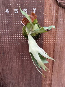 rJNV_@P.'River flow'×P.'Honey moon' Mix sporelings3 i̔ Yn groote plantage RE veBPE ݂艺 Ǌ| ϗtA i`CeA Ǌ|O[  C