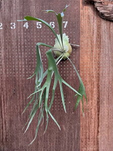 rJNV_@P.'Rydeen'4 i̔ Yn groote plantage RE veBPE ݂艺 Ǌ| ϗtA i`CeA Ǌ|O[  CeA