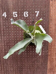 �r�J�N�V�_�@P.'Snow monster' ���i�̔� �Y�n���� groote plantage �R�E�������� �v���e�B�P���E�� �݂艺�� �Ǌ|�� �ϗt�A�� �i�`�������C���e���A �Ǌ|���O���[�� ������� �C���e���A