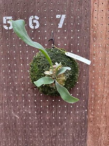 rJNV_@P.'Whale sqout'(Pewchan Snow Princess F402)1 i̔ Yn groote plantage RE veBPE ݂艺 Ǌ| ϗtA i`CeA Ǌ|O[  C