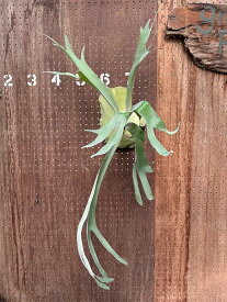 ビカクシダ　P'Doitung'2 現品販売 産地直送 groote plantage コウモリラン プラティケリウム 吊り下げ 壁掛け 観葉植物 ナチュラルインテリア 壁掛けグリーン おしゃれ インテリア