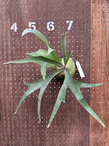 �r�J�N�V�_�@P.'Fuji'(P.Lemoinei x P.Tonkla DW)2 ���i�̔� �Y�n���� groote plantage �R�E�������� �v���e�B�P���E�� �݂艺�� �Ǌ|�� �ϗt�A�� �i�`�������C���e���A �Ǌ|���O���[�� ������� �C���e��