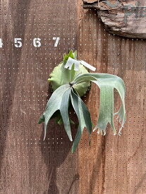 ビカクシダ　P.'Lipo' (from Mr.Kunawoot) 現品販売 産地直送 groote plantage コウモリラン プラティケリウム 吊り下げ 壁掛け 観葉植物 ナチュラルインテリア 壁掛けグリーン おしゃれ インテリア