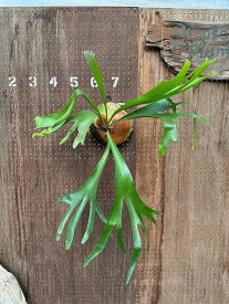 ビカクシダ　P.'Moose'2 現品販売 産地直送 groote plantage コウモリラン プラティケリウム 吊り下げ 壁掛け 観葉植物 ナチュラルインテリア 壁掛けグリーン おしゃれ インテリア