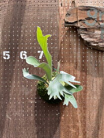 ビカクシダ　P.'Nemo'(P.willnckii × P.veitchii Lemoinei) from Mr.Kunawoot 現品販売 産地直送 groote plantage コウモリラン プラティケリウム 吊り下げ 壁掛け 観葉植物 ナチュラルインテリア 壁掛けグリーン おしゃれ インテリア