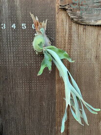 ビカクシダ　P.'OMO'大 現品販売 産地直送 groote plantage コウモリラン プラティケリウム 吊り下げ 壁掛け 観葉植物 ナチュラルインテリア 壁掛けグリーン おしゃれ インテリア