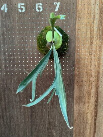 ビカクシダ　P.'Ubon#2'(P.'Mt.Lewis'×P.bifurcatum) 現品販売 産地直送 groote plantage コウモリラン プラティケリウム 吊り下げ 壁掛け 観葉植物 ナチュラルインテリア 壁掛けグリーン おしゃれ インテリア