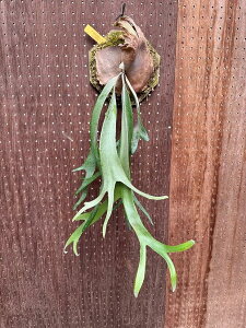 rJNV_@P.willnckii cv.Bogor sporelings4 i̔ Yn groote plantage RE veBPE ݂艺 Ǌ| ϗtA i`CeA Ǌ|O[  CeA