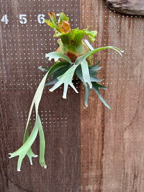 ビカクシダ　P.willinckii'Double A'(P.willnckii'A plus'sporelings)2 現品販売 産地直送 groote plantage コウモリラン プラティケリウム 吊り下げ 壁掛け 観葉植物 ナチュラルインテリア 壁掛けグリーン おしゃれ インテリア