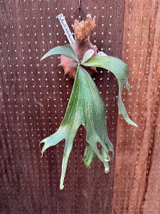 rJNV_@P.willnckii'wide Buriram'2 i̔ Yn groote plantage RE veBPE ݂艺 Ǌ| ϗtA i`CeA Ǌ|O[  CeA