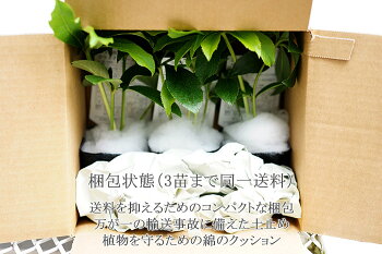 プレミアムクリスマスローズピーチプリマドレス3号スリットポット1苗横山園芸交配3苗まで同一配送料ダブルを越えた花びらの枚数!dd