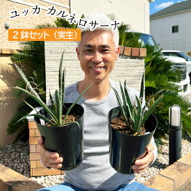 ユッカ カルネロサーナ 植え込み用 5号 2鉢セット 2年生【ラッピング・メッセージカード不可・代引不可→コンビニ決済に変更します】