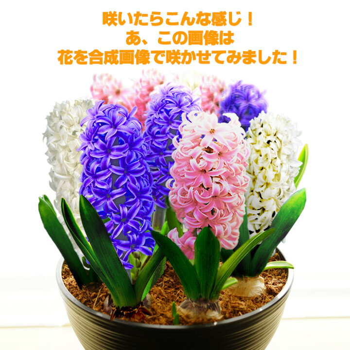 楽天市場 花色完全お任せにつき格安 寒冷地配送不可 豪華なお花と甘い香りを独り占め どっかんヒアシンス ヒヤシンス ミラクルブルーム 鉢花 ラッピング不可 メッセージカード不可 ゲキハナ 感激安心のお花屋さん