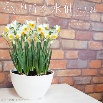 【送料無料】鉢植え花ふわり香る日本水仙の大鉢8寸寄せ毎年咲く!地植えもOK!(玄関前の軒下などにも置けます)【RCP】