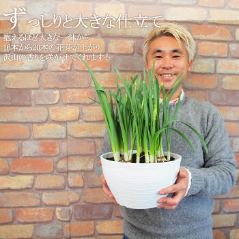 【送料無料】鉢植え花ふわり香る日本水仙の大鉢8寸寄せ毎年咲く!地植えもOK!(玄関前の軒下などにも置けます)【RCP】
