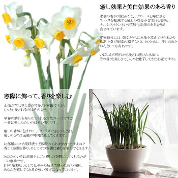 【送料無料】鉢植え花ふわり香る日本水仙の大鉢8寸寄せ毎年咲く!地植えもOK!(玄関前の軒下などにも置けます)【RCP】