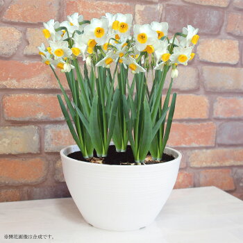 【送料無料】鉢植え花ふわり香る日本水仙の大鉢8寸寄せ毎年咲く!地植えもOK!(玄関前の軒下などにも置けます)【RCP】